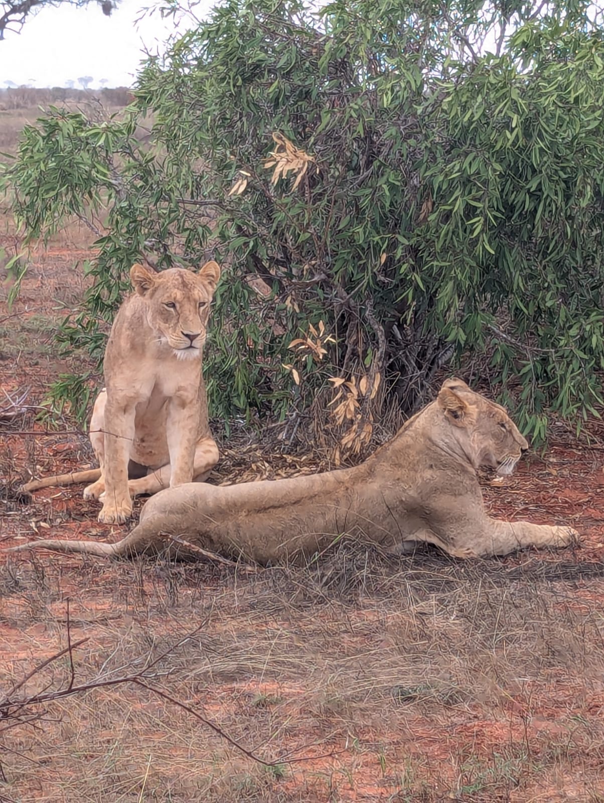 Tsavo Est