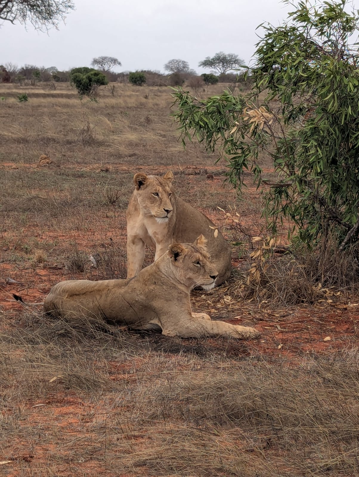 Safari