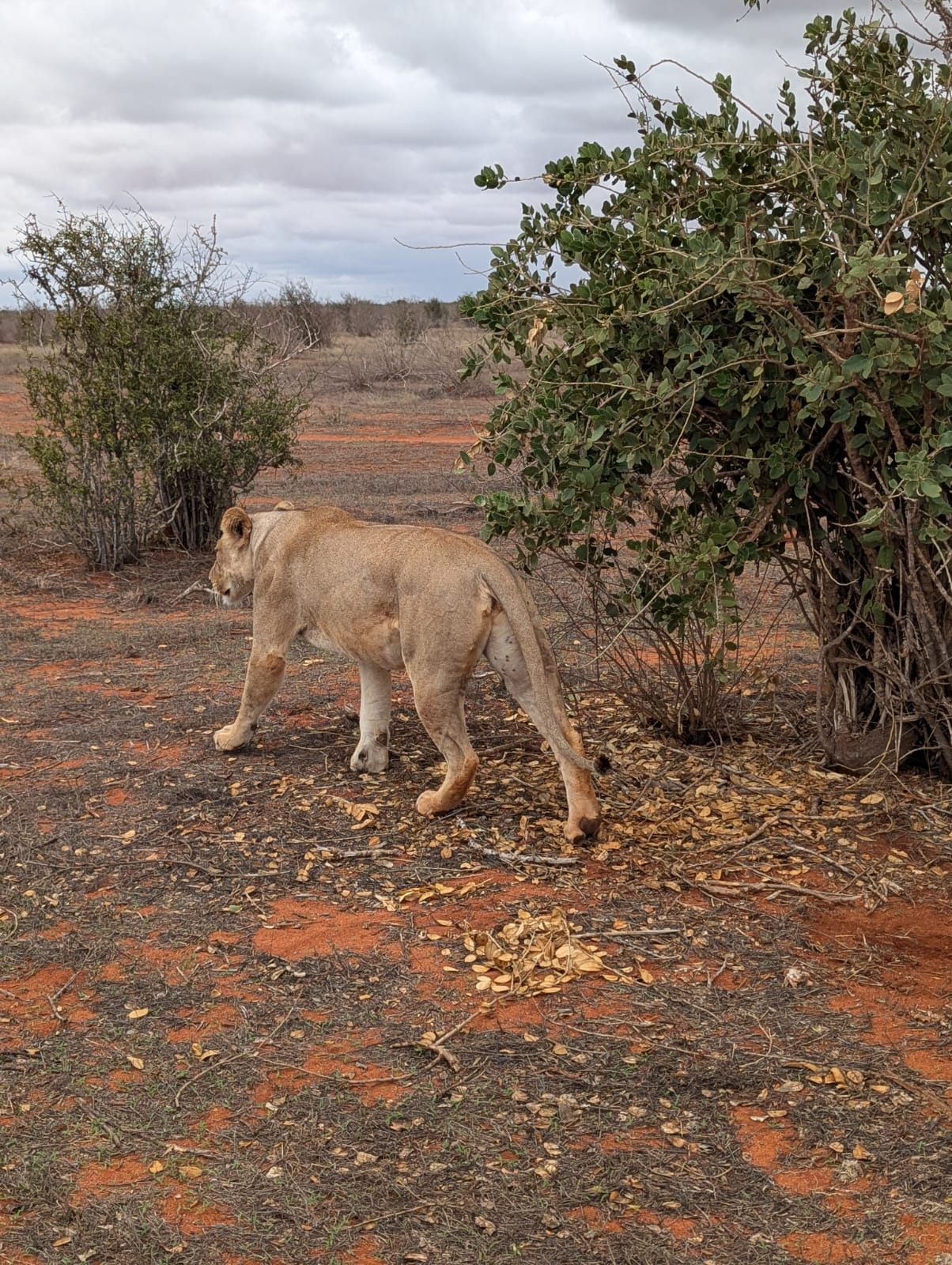 Safari